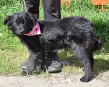 STEFANY, Hund, Mischlingshund in Slowakische Republik - Bild 10