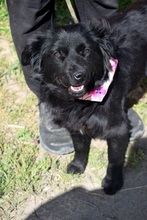 STEFANY, Hund, Mischlingshund in Slowakische Republik - Bild 11