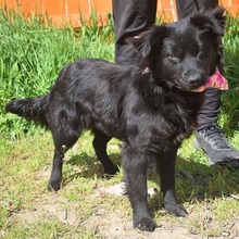 STEFANY, Hund, Mischlingshund in Slowakische Republik - Bild 2