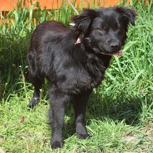 STEFANY, Hund, Mischlingshund in Slowakische Republik - Bild 3