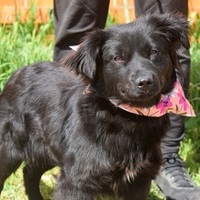 STEFANY, Hund, Mischlingshund in Slowakische Republik - Bild 4