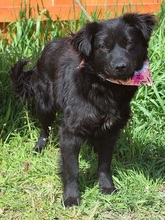 STEFANY, Hund, Mischlingshund in Slowakische Republik - Bild 5