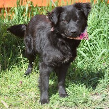STEFANY, Hund, Mischlingshund in Slowakische Republik - Bild 6