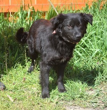 STEFANY, Hund, Mischlingshund in Slowakische Republik - Bild 7