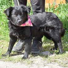 STEFANY, Hund, Mischlingshund in Slowakische Republik - Bild 8