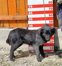 STEFANY, Hund, Mischlingshund in Slowakische Republik - Bild 9