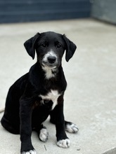 FLORA, Hund, Mischlingshund in Rumänien - Bild 1