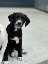 FLORA, Hund, Mischlingshund in Rumänien - Bild 2