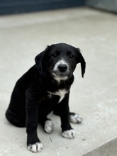 FLORA, Hund, Mischlingshund in Rumänien - Bild 3