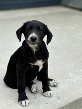 FLORA, Hund, Mischlingshund in Rumänien - Bild 4