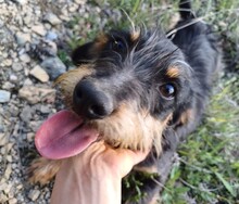 WENDY, Hund, Mischlingshund in Rumänien - Bild 1