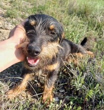 WENDY, Hund, Mischlingshund in Rumänien - Bild 10