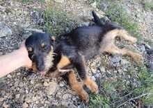 WENDY, Hund, Mischlingshund in Rumänien - Bild 11