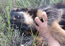 WENDY, Hund, Mischlingshund in Rumänien - Bild 12