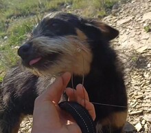 WENDY, Hund, Mischlingshund in Rumänien - Bild 13