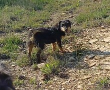 WENDY, Hund, Mischlingshund in Rumänien - Bild 14