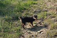 WENDY, Hund, Mischlingshund in Rumänien - Bild 15