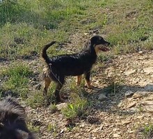 WENDY, Hund, Mischlingshund in Rumänien - Bild 16