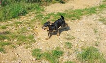 WENDY, Hund, Mischlingshund in Rumänien - Bild 17