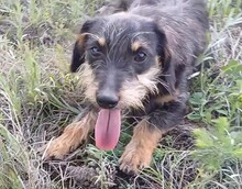 WENDY, Hund, Mischlingshund in Rumänien - Bild 2