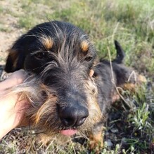 WENDY, Hund, Mischlingshund in Rumänien - Bild 3
