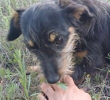 WENDY, Hund, Mischlingshund in Rumänien - Bild 5