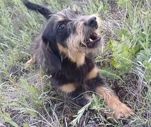 WENDY, Hund, Mischlingshund in Rumänien - Bild 6
