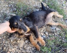 WENDY, Hund, Mischlingshund in Rumänien - Bild 7