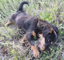 WENDY, Hund, Mischlingshund in Rumänien - Bild 8