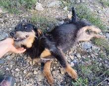 WENDY, Hund, Mischlingshund in Rumänien - Bild 9