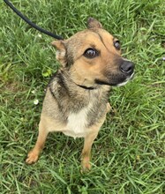 KATNISS, Hund, Mischlingshund in Ungarn - Bild 2