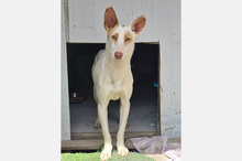 BARBIE, Hund, Podenco-Mix in Spanien - Bild 1