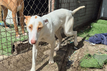BARBIE, Hund, Podenco-Mix in Spanien - Bild 2