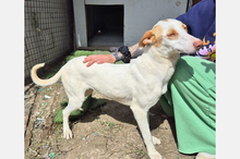 BARBIE, Hund, Podenco-Mix in Spanien - Bild 3