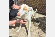 BARBIE, Hund, Podenco-Mix in Spanien - Bild 4