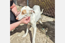 BARBIE, Hund, Podenco-Mix in Spanien - Bild 5