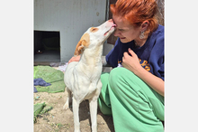 BARBIE, Hund, Podenco-Mix in Spanien - Bild 6