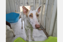 BARBIE, Hund, Podenco-Mix in Spanien - Bild 7