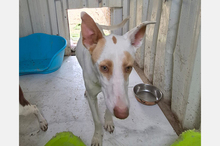 BARBIE, Hund, Podenco-Mix in Spanien - Bild 8