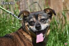 ESTRELLA, Hund, Mischlingshund in Donzdorf - Bild 1