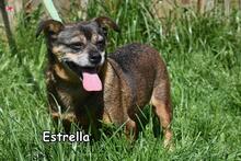 ESTRELLA, Hund, Mischlingshund in Donzdorf - Bild 2