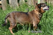 ESTRELLA, Hund, Mischlingshund in Donzdorf - Bild 4