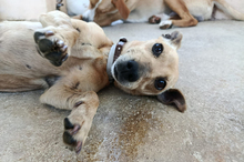 HERA, Hund, Mischlingshund in Eppstein - Bild 1