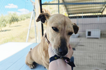 HERA, Hund, Mischlingshund in Eppstein - Bild 11