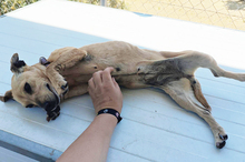 HERA, Hund, Mischlingshund in Eppstein - Bild 13