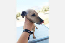 HERA, Hund, Mischlingshund in Eppstein - Bild 14