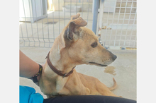 HERA, Hund, Mischlingshund in Eppstein - Bild 17