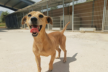 HERA, Hund, Mischlingshund in Eppstein - Bild 3