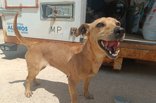 HERA, Hund, Mischlingshund in Eppstein - Bild 4