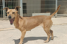 HERA, Hund, Mischlingshund in Eppstein - Bild 5